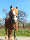 Hernest 8 ans, poney ONC, 1,25 m