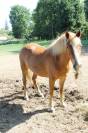 Hernest 8 ans, poney ONC, 1,25 m