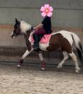 Poney à vendre Jument de 19ans. 