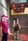 Poney à vendre Jument de 19ans. 