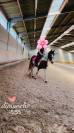 Poney à vendre Jument de 19ans. 