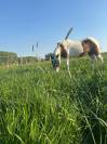 Poney à vendre Jument de 19ans. 