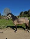 ⚡️Top poney de famille à vendre⚡️