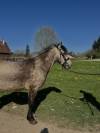 ⚡️Top poney de famille à vendre⚡️