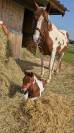 Futur ponette D