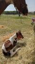 Futur ponette D