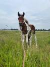 Futur ponette D