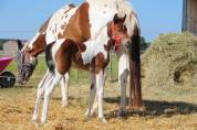 Futur ponette D