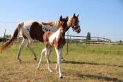 Futur ponette D