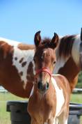 Futur ponette D