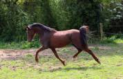 Très bonne ponette D - dressage/complet 