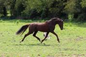 Très bonne ponette D - dressage/complet 