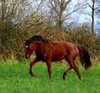 Très bonne ponette D - dressage/complet 