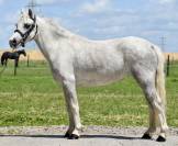 Cavalla Origine non conosciuta  In vendita 2018 Grigio
