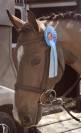 Magnifique hongre de 7 ans ZANGERSHEIDE