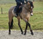 Magnifique hongre de 7 ans ZANGERSHEIDE