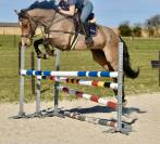 Magnifique hongre de 7 ans ZANGERSHEIDE