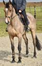 Magnifique hongre de 7 ans ZANGERSHEIDE