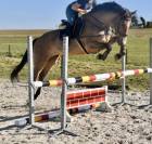 Magnifique hongre de 7 ans ZANGERSHEIDE