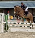 Magnifique hongre de 7 ans ZANGERSHEIDE