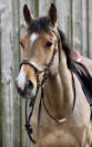 Magnifique hongre de 7 ans ZANGERSHEIDE