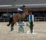 Magnifique hongre de 7 ans ZANGERSHEIDE