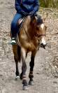 Magnifique hongre de 7 ans ZANGERSHEIDE