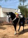 L’Éclair Noir – Magnifique cheval Barbe pour Fantasia