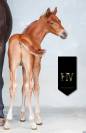 Potro KWPN Caballo de Deporte Neerlandés En venta 2025 Alazán por Perfect Silver Legend