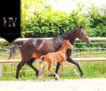 Potro KWPN Caballo de Deporte Neerlandés En venta 2025 Alazán por Perfect Silver Legend