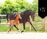 Potro KWPN Caballo de Deporte Neerlandés En venta 2025 Alazán por Perfect Silver Legend
