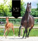 Potro KWPN Caballo de Deporte Neerlandés En venta 2025 Alazán por Perfect Silver Legend