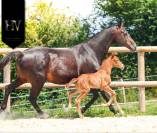 Potro KWPN Caballo de Deporte Neerlandés En venta 2025 Alazán por Perfect Silver Legend