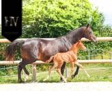 Potro KWPN Caballo de Deporte Neerlandés En venta 2025 Alazán por Perfect Silver Legend