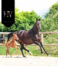 Potro KWPN Caballo de Deporte Neerlandés En venta 2025 Alazán por Perfect Silver Legend