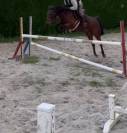 Jument de sport/loisir/elevage