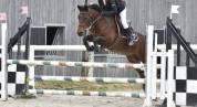 Jument de sport/loisir/elevage