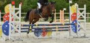 Jument de sport/loisir/elevage