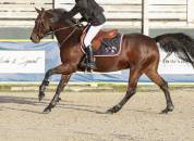 Jument de sport/loisir/elevage