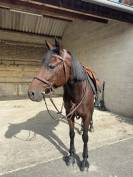 Jument de sport/loisir/elevage
