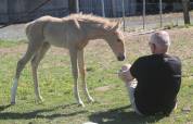 Pouliche Palomino de parents lusitaniens : l'élégance !