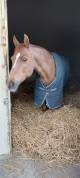 Ponette D à louer / 15 ans