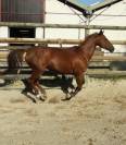Ponette D à louer / 15 ans