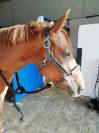 Ponette D à louer / 15 ans