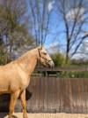 OTE OLIVARES , PRE à la robe palomino 3 ans