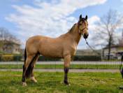 Caballo castrado PRE Pura Raza Española En venta 2021 Isabelo