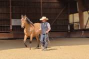 Caballo castrado PRE Pura Raza Española En venta 2021 Isabelo