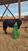 Jazzy, jument Mérens – 6 ans – élégante, douce et sûr