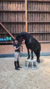 Jazzy, jument Mérens – 6 ans – élégante, douce et sûr