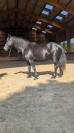 Jazzy, jument Mérens – 6 ans – élégante, douce et sûr